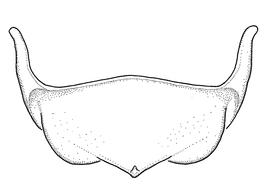  Anthidium cochimi  male, diagram showing ventral view of sixth sternum (S6), diagram by Victor Gonzalez (Gonzalez and Griswold 2013) 
